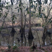 These are called "buttressed" trees. They had to adapt to the water by forming wide trunks.