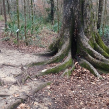 Fascinating. These trees are growing on top of limestone so the roots are adapting.