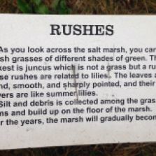 More info about our Marsh